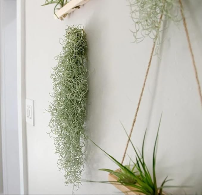 Live Spanish Moss Plant 10” Tall Clump, Air Plant for Home Decoration, Terrariums and Outdoor Planting
