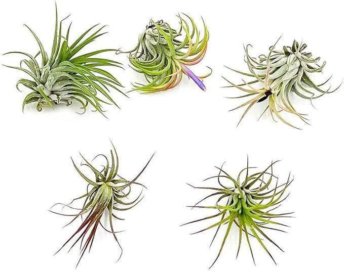ragnaroc Air Plants - Tillandsia Ionantha Pack, Regular 1-3" - 5ct - Live Arrival Guaranteed - House Plants for Home Decor & Gift