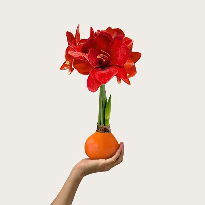 Waxed Amaryllis Bulb – Orange Wax, Extra Large Sovereign Blooms – No Water Needed, Fall Decor & Gift-Ready Seasonal Bloom