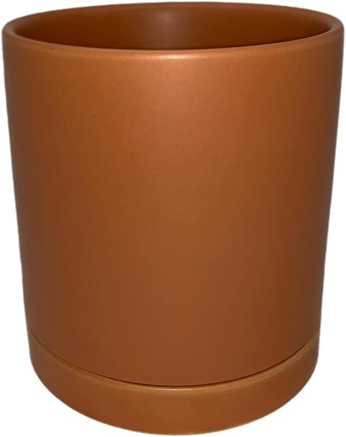 Easy to Grow Spider Plant Variegated - 1 Potted Houseplant Placed in a Terracotta Ceramic Pot with Water Saucer, Low-Maintenance Indoor Outdoor