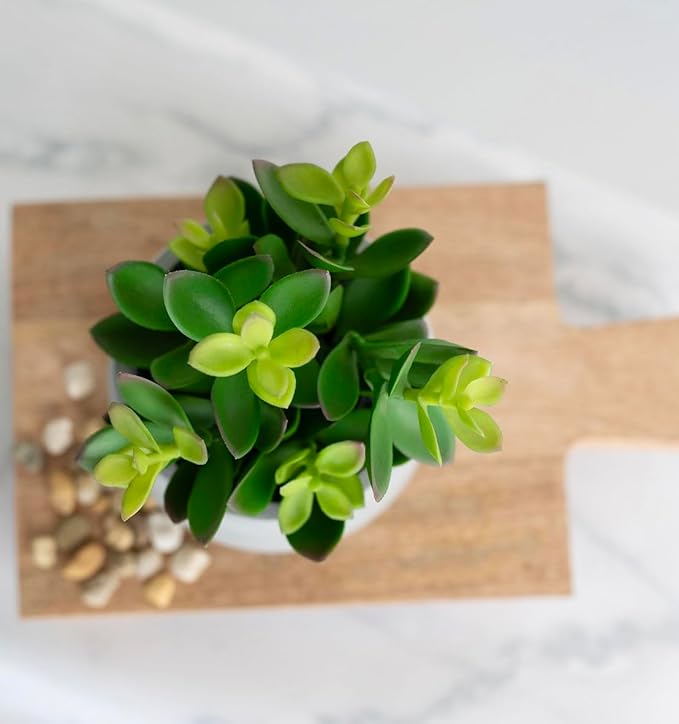 Kurrajong Farmhouse Artificial Plant | 7" Fake Plant | Artificial Succulent in Pot | Faux Plant Indoor | Succulent Plant Artificial for Desk Decor