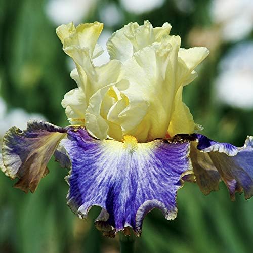 Sunny Glitter Bearded Iris Flower Bulb - Pleasantly Scented - Attracts Butterflies and Hummingbirds - Deer Resistant - Good as Cut Flowers - Naturalizing - Perennializing - Easy to Grow Live Plants