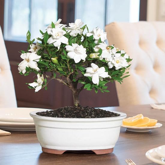 Gardenia Mystery - Gardenia Jasminoides. Hardy Evergreen Shrub with Large, Sweetly Fragrant White Flowers, Ideal for Landscaping and Container Gardening (2 Gardenia Mystery Plants in Cup)