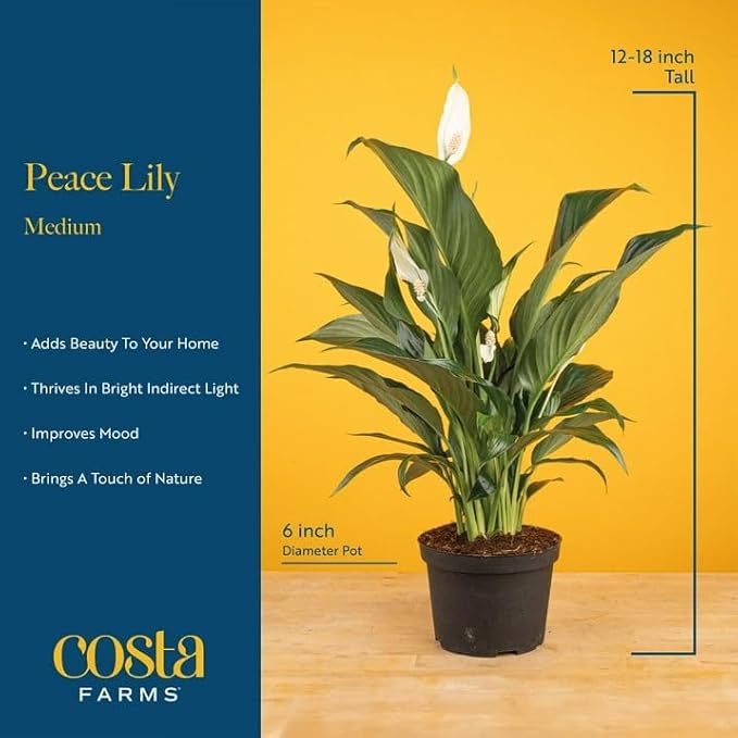 Costa Farms Peace Lily Live Plant in Decorative Pot, Air Purifying Flowering Indoor Houseplant, Perfect for Home, Room, or Office Decor, Great House Warming or Birthday Gift, 14-24 Inches Tall