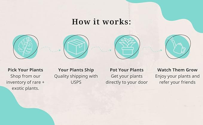 CoollectivePlants Monstera Swiss Cheese – Live Monstera Plant in 4″ Grower’s Pot, Easy Care Indoor House Plants Live and Low Maintenance Indoor Plant