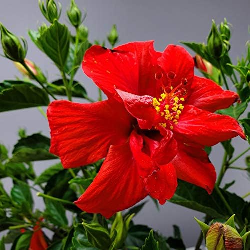 Live Hibiscus Plant - Tropical Flowering Tree Plant - Red President - Overall Height 38" to 44" - Tropical Plants of Florida (Plant Only)