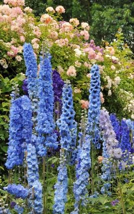Blue Bell Delphinium Seeds - 650 Seeds