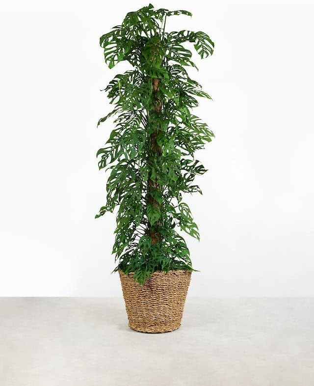 Monstera Adansonii Premium Soil Blend - 10 QT - Promote Aeration, Drainage & Nutrient Retention - (2 Bags of 5 Quart)