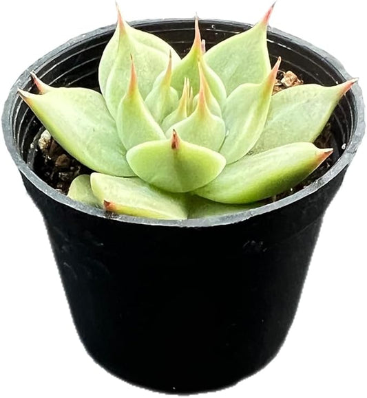 2" Rare Succulent Echeveria 'Toscannelly', Live Succulents Plants Fully Rooted in Grower Pots, Unique Gift for Wedding Favor, Party Favor
