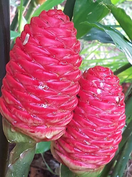 5 Count Awapuhi Wild Ginger Rhizomes Shampoo Live Plant,Fresh Roots Raw, Zingiber Zerumbet Pinecone Bitter Ginger, Hawaiian Ginger Lily, Pinecone Ginger Red Ginger Roots for Planting