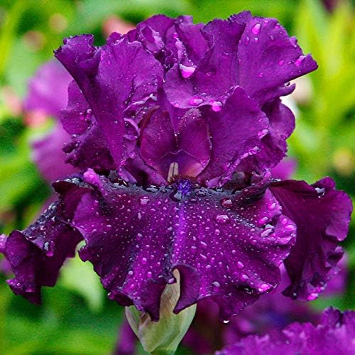 Standing Proud Bearded Iris Flower Bulb - Attracts Butterflies and Hummingbirds - Deer Resistant - Good as Cut Flowers - Naturalizing - Perennializing - Easy to Grow Live Plants - Outdoor Garden