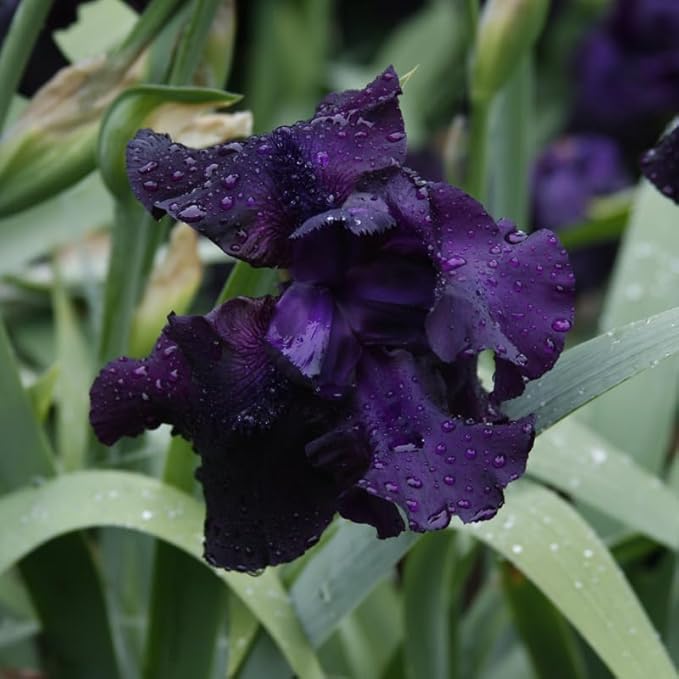 Anvil of Darkness Bearded Iris Flower Bulbs - 1 Rhizome per Pack - Attracts Butterflies and Hummingbirds - Deer Resistant - Good as Cut Flowers - Naturalizing - Perennializing