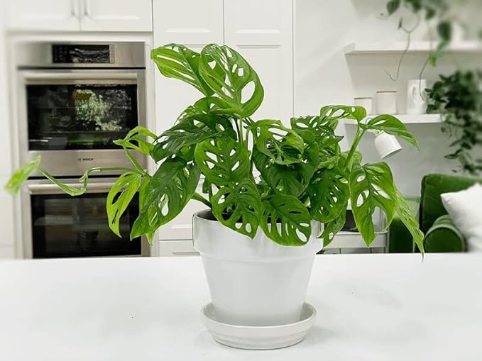 Premium Swiss Cheese Plant Potting Mix - Monstera Deliciosa Blend for Optimal Nutrients and Drainage for Healthy Growth - 5 Quart