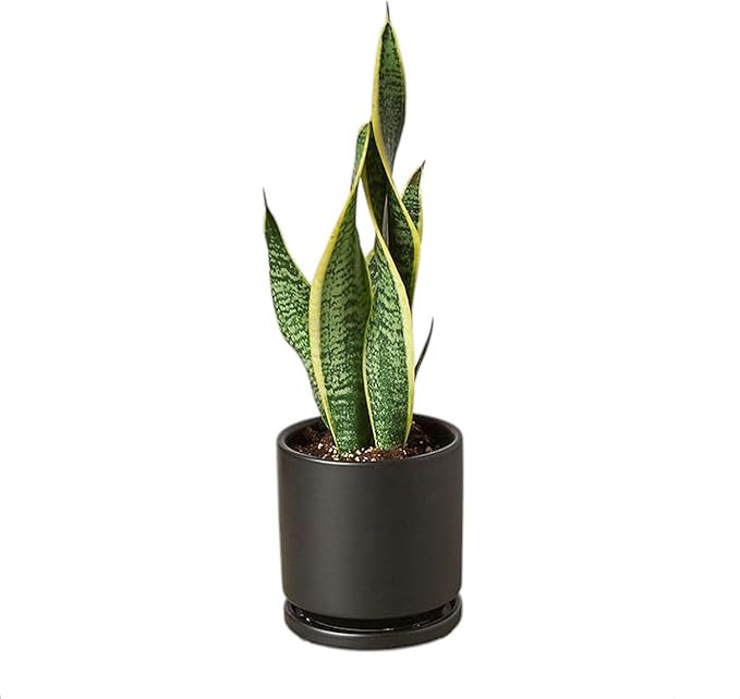 Snake Plants (Live & Rooted) 3/4/6/8" - Mother in Law Tongue - Sansevieria Laurentii Indoor Live Houseplant Gift Air Purifying - Low Light (2 Pack – 4" (3 Stalks Each))
