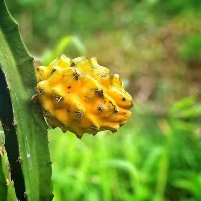 Dragon Fruit Yellow Dragon (4 Pack) | Real Live Fruit Plants for Sale | Rare Exotic Variety | Sweet Edible Fruit | Easy to Grow Live Plants for Organic Gardens