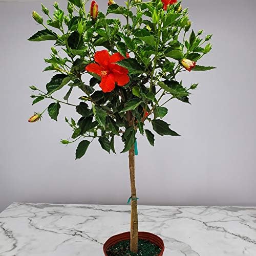 Live Hibiscus Plant - Tropical Flowering Tree Plant - Red President - Overall Height 38" to 44" - Tropical Plants of Florida (Plant Only)
