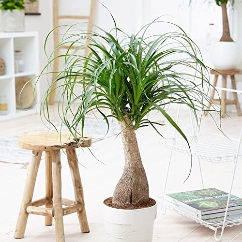 Organic Plant Growing Medium by Gardenera - Create an Environment for Optimal Plant Development - 2 QUARTS