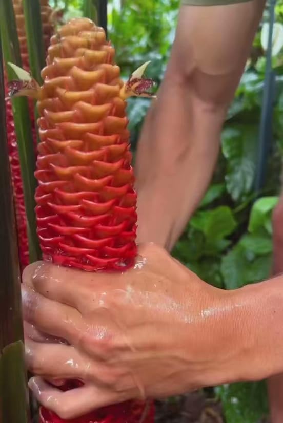 5 Count Awapuhi Wild Ginger Rhizomes Shampoo Live Plant,Fresh Roots Raw, Zingiber Zerumbet Pinecone Bitter Ginger, Hawaiian Ginger Lily, Pinecone Ginger Red Ginger Roots for Planting