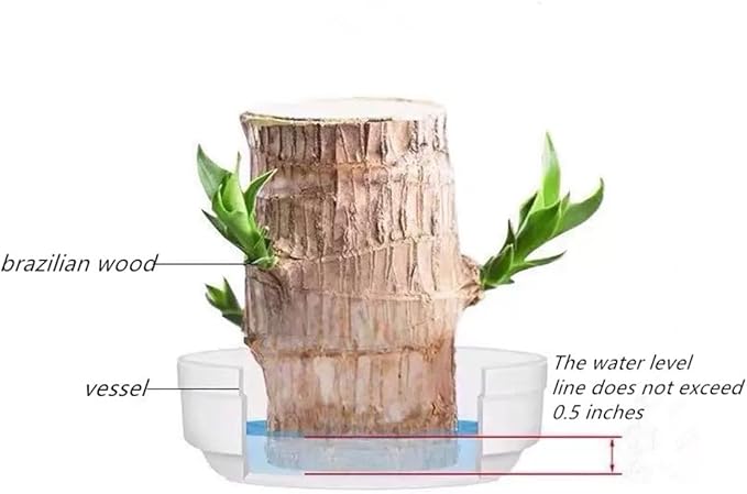 Brazilian Lucky Wood Plant, Easy to Maintain Brazilian Lucky Wood, Suitable for Indoor, Bedroom, Kitchen, Office Desk, Outdoor, Garden and Other Decorations (2A)