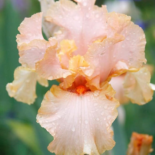 Beverly Sills Reblooming Bearded Iris Flower Bulb - Attracts Butterflies and Hummingbirds - Deer Resistant - Good as Cut Flowers - Naturalizing - Perennializing - Easy to Grow Live Plants