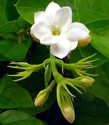 Ohio Grown Arabian Tea Jasmine Plant - Maid of Orleans - 4" Pot