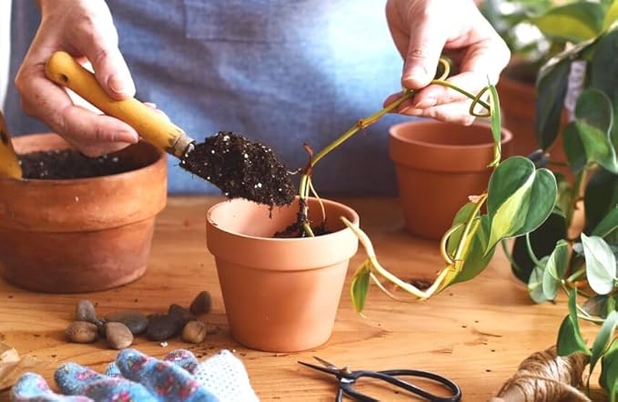 Epipremnum Plant Potting Soil - All-Natural Blend for Thriving Epipremnum Plants - Boosts Root Health and Foliage Brilliance - 10 Quart