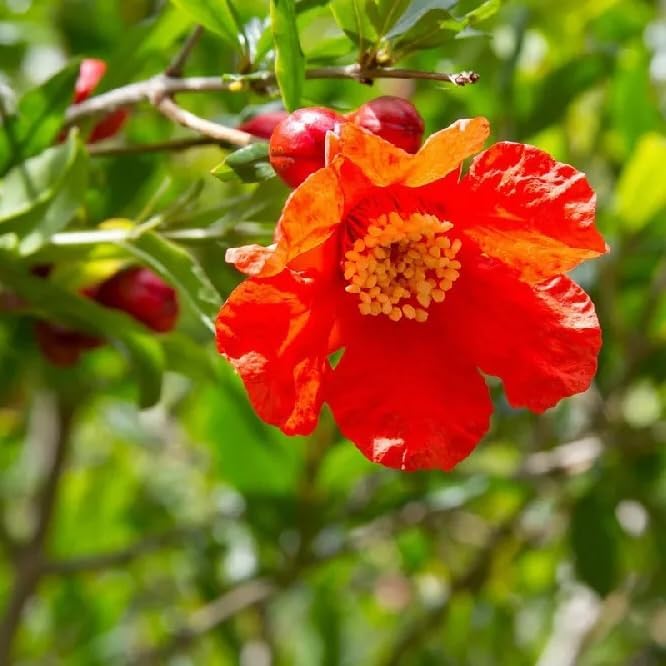 Live Pomegranate 'Wonderful' Plants (Punica Granatum 'Wonderful') - Fruit-Bearing, Drought-Tolerant, Easy to Grow (2 stevia Cups)