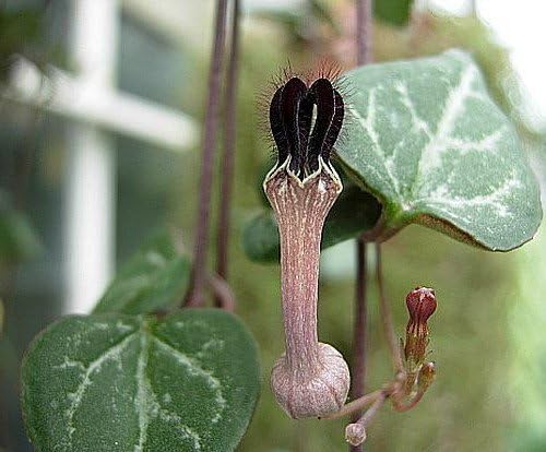 Rosary Vine - Ceropegia woodii - String of Hearts - 2.5" Pot - Collector' Series