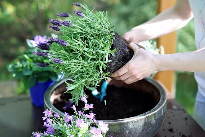 Lavender Soil - Ideal Blend for Thriving and Fragrant Lavender Plants - 3 QUARTS