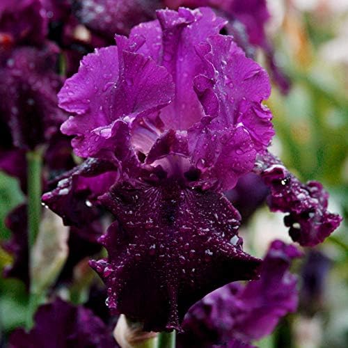 Plum Fun Bearded Iris Flower Bulb - Attracts Butterflies and Hummingbirds - Deer Resistant - Good as Cut Flowers - Naturalizing - Perennializing - Easy to Grow Live Plants - Outdoor Garden