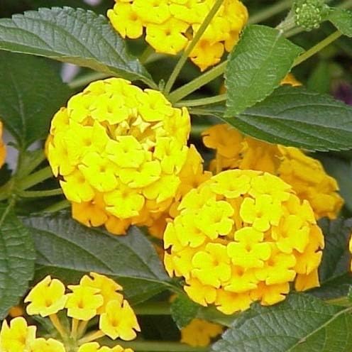 Lantana Plants Live - Yellow Lantana Lola Pack of 3 Live Plants for Planting - 4-6 Inches Tall - Attracts Butterflies, Perfect for Containers & Garden Beds, Low Maintenance