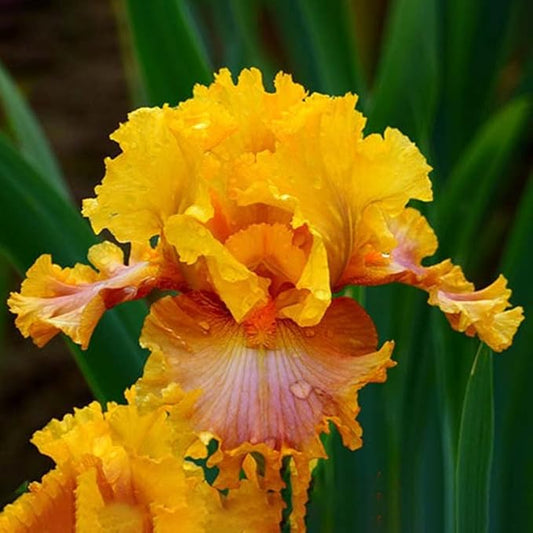 Nice Job Bearded Iris Flower Bulb - Pleasantly Scented - Attracts Butterflies and Hummingbirds - Deer Resistant - Good as Cut Flowers