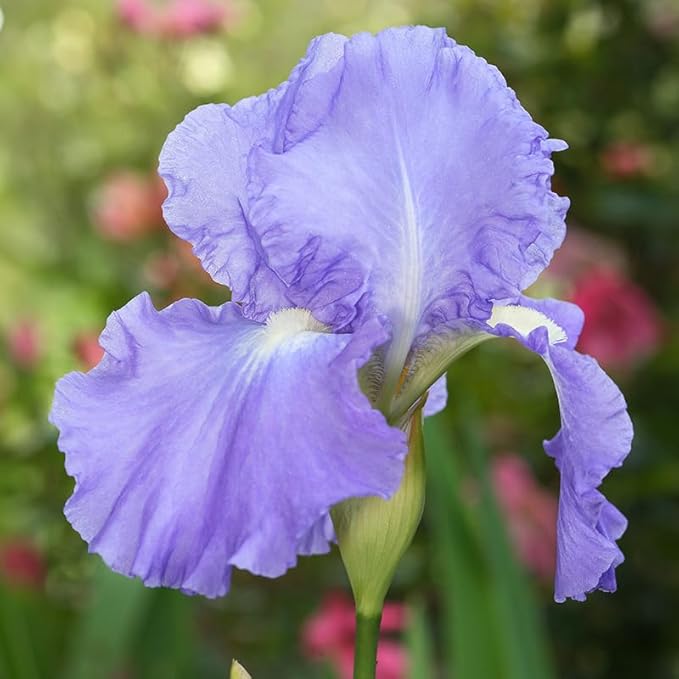 Victoria Falls Reblooming Bearded Iris Flower Bulb - Attracts Butterflies and Hummingbirds - Deer Resistant - Good as Cut Flowers - Naturalizing - Perennializing - Easy to Grow Live Plants
