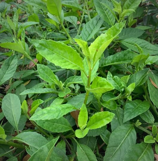 Longevity Spinach Plant (4 Pack) | Real Live Vegetable Plant for Sale | Nutrient-Rich Superfood | Easy to Grow Live Plant for Home Gardens, Organic Landscaping, and Indoor or Outdoor Planting