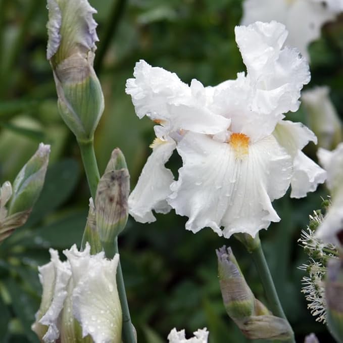 Winterfest Bearded Iris Flower Bulbs - 1 Rhizome per Pack - Attracts Butterflies and Hummingbirds - Deer Resistant - Good as Cut Flowers - Naturalizing - Perennializing