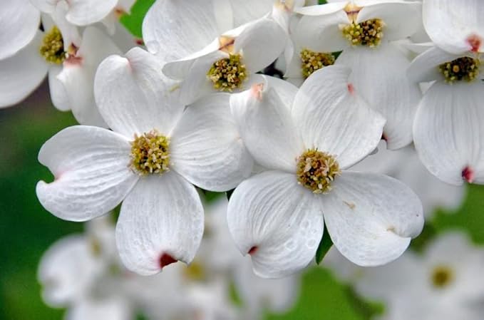 White Flowering Dogwood Tree - Huge 4 Inch Flowers - 2 to 3 Foot Live Plant