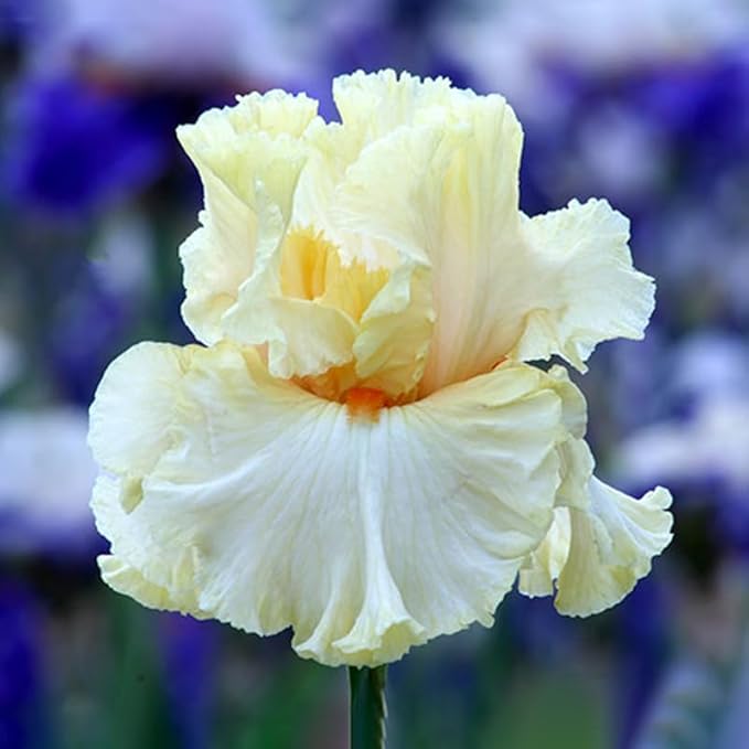 Mimosa Bearded Iris Flower Bulb - Pleasantly Scented - Attracts Butterflies and Hummingbirds - Deer Resistant - Naturalizing - Perennializing - Good as Cut Flowers - Easy to Grow Live Plants