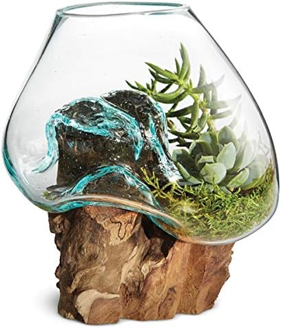 OMA Molten Glass on Driftwood – Hand Blown Vase, Terrarium, or Planter for Coastal & Boho Home Décor Centerpieces (6" - 7" High)
