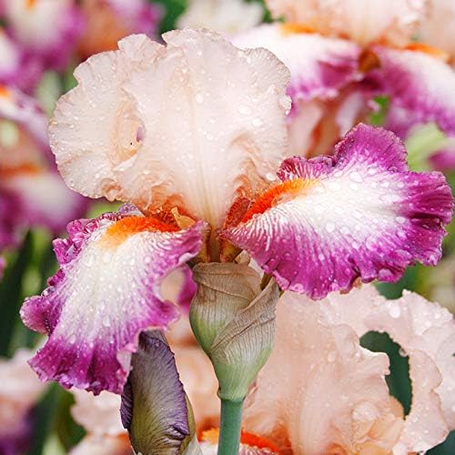 Come Away with Me Bearded Iris Flower Bulb - Attracts Butterflies and Hummingbirds - Deer Resistant - Good as Cut Flowers - Perennializing - Easy to Grow Live Plants - Outdoor Garden