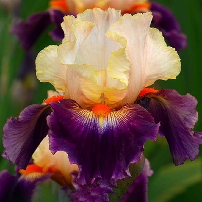 Malheur Bearded Iris Flower Bulbs - Pleasantly Scented - Attracts Butterflies and Hummingbirds - Deer Resistant - Good as Cut Flowers - Naturalizing - Perennializing - Easy to Grow Live Plants