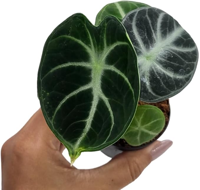 Alocasia Ninja | Live Plant in a 2 or 4 Inch Growers Pot, Live Indoor, Easy to Grow, Easy to Care, and Low Maintenance Houseplant (2-inch Pot)