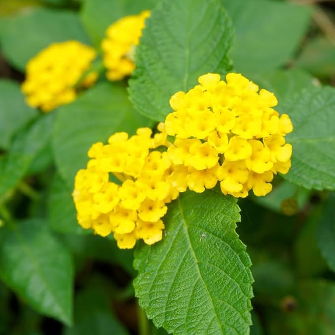 Pack 2 Lantana Live Plants Well Rooted, Yellow Blooms Perennial, Lantana Shrub Starter 4-8 Inches