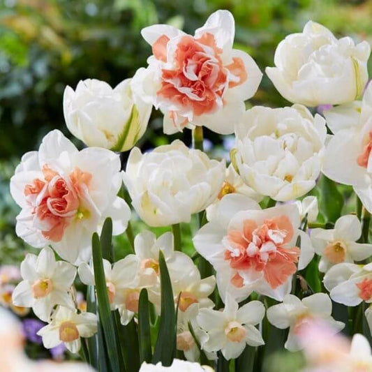 Eden Brothers Tulip & Daffodil Bulbs - Peach Lemonade Collection