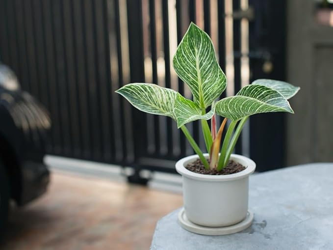 Organic Philodendron Soil Blend - Promote Strong Root Development and Vibrant Leaves - 20 QUARTS