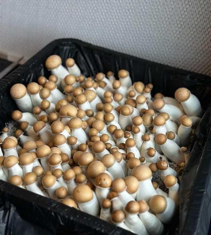 Grower's Select 28Q Cube Mushroom Monotub Fruiting Chamber with Filter Disks and Liner