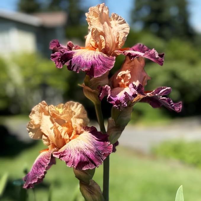 Funday Monday Bearded Iris Flower Bulbs - 1 Rhizome per Pack - Pleasantly Scented - Deer Resistant - Good as Cut Flowers - Naturalizing - Perennializing