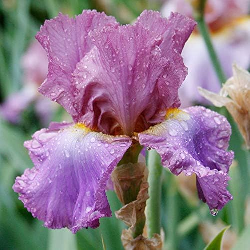 Imbroglio Bearded Iris Flower Bulb - Attracts Butterflies and Hummingbirds - Deer Resistant - Good as Cut Flowers - Naturalizing - Perennializing - Easy to Grow Live Plants - Outdoor Garden