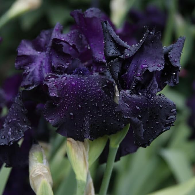 Anvil of Darkness Bearded Iris Flower Bulbs - 1 Rhizome per Pack - Attracts Butterflies and Hummingbirds - Deer Resistant - Good as Cut Flowers - Naturalizing - Perennializing