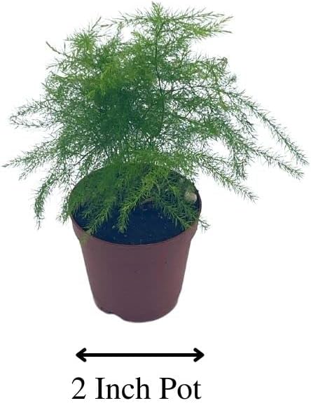 BubbleBlooms Asparagus Fern, Asparagus setaceus, Feathery Soft Tiny Leaf Plant, Live in a 2 inch Pot by BubbleBlooms