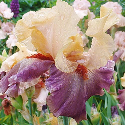 Full of Magic Bearded Iris Flower Bulb - Attracts Butterflies and Hummingbirds - Deer Resistant - Good as Cut Flowers - Naturalizing - Perennializing